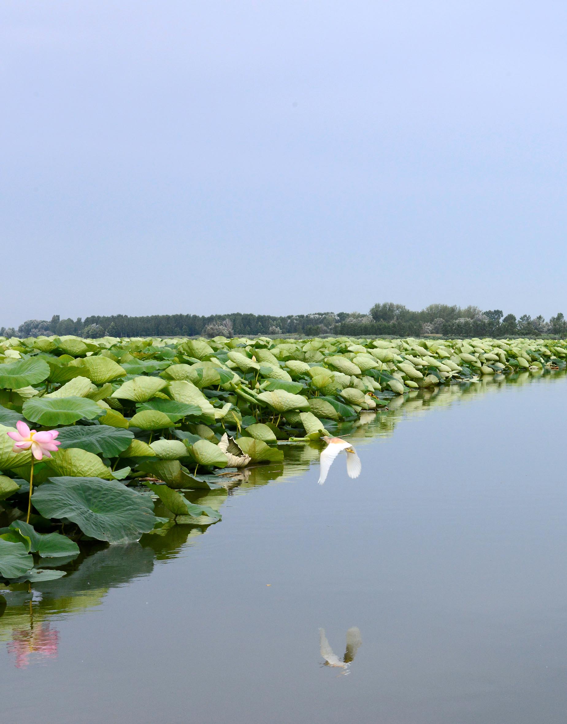 Fiori di loto nel Parco del Mincio